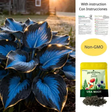 🔥 Premium Rare Hosta Seeds 🌿 Shade Tolerant – Perfect for your garden paradise! 🌱