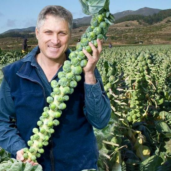 🔥MINI CABBAGE SEEDS🔥 + 100 grams Organic Pot mix Free