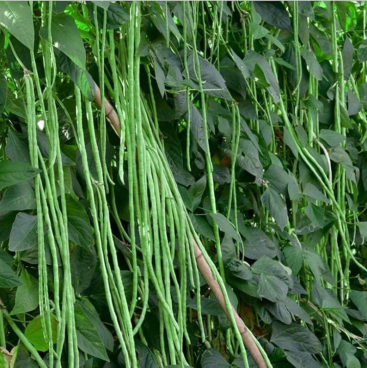🔥Super-Long Green Bean Seeds - Super Yield | 🔥Buy 1 Get 1 Free🔥