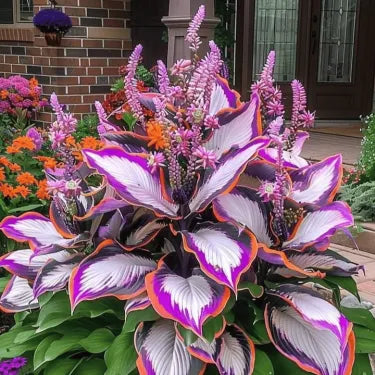 🔥 Premium Rare Hosta Seeds 🌿 Shade Tolerant – Perfect for your garden paradise! 🌱