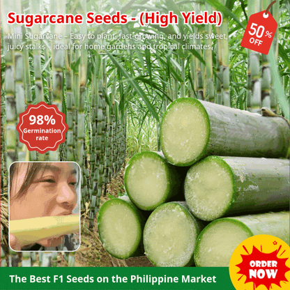 Sugarcane Seeds (High Yield) | 🔥Buy 1 Get 1 Free🔥