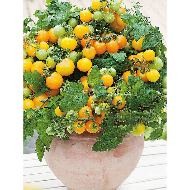 🍅🍅Potted Dwarf Tomato Seeds | 🔥Buy 1 Get 1 Free🔥