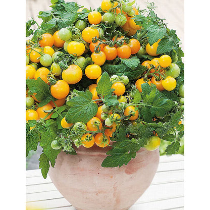 🍅🍅Potted Dwarf Tomato Seeds | 🔥Buy 1 Get 1 Free🔥