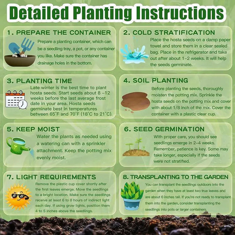 Rainbow Haze Plant Seeds | 🔥Buy 1 Get 1 Free🔥