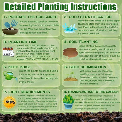 Rainbow Haze Plant Seeds | 🔥Buy 1 Get 1 Free🔥