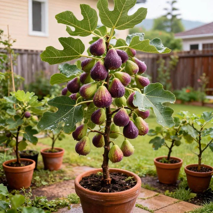 🔥Last Day 49% OFF - 🌿Brown Turkey Fig Seeds | 🔥Buy 1 Get 1 Free🔥