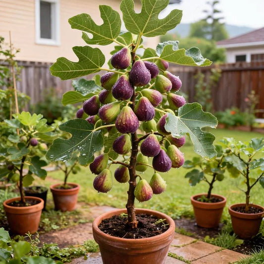 🔥Last Day 49% OFF - 🌿Brown Turkey Fig Seeds | 🔥Buy 1 Get 1 Free🔥
