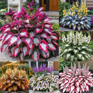 🔥 Premium Rare Hosta Seeds 🌿 Shade Tolerant – Perfect for your garden paradise! 🌱
