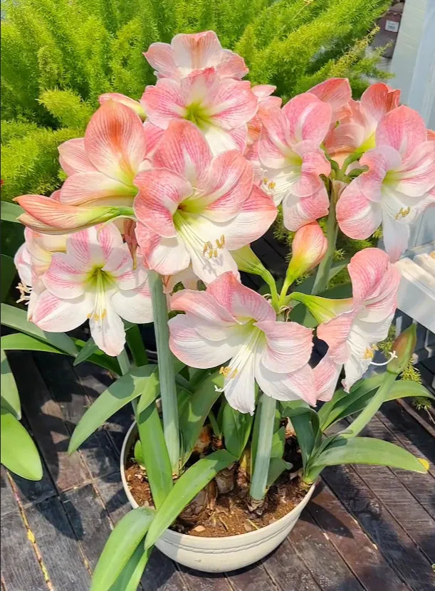 Double-Petaled Perfume Amaryllis Bulbs | 🔥Buy 1 Get 1 Free🔥