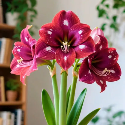 Double-Petaled Perfume Amaryllis Bulbs | 🔥Buy 1 Get 1 Free🔥