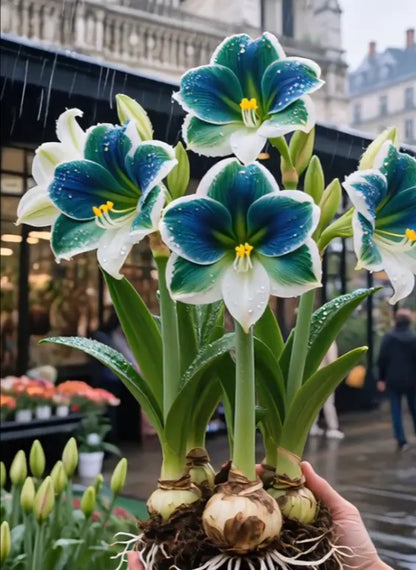 Double-Petaled Perfume Amaryllis Bulbs | 🔥Buy 1 Get 1 Free🔥