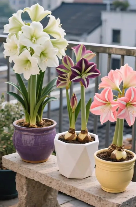 Double-Petaled Perfume Amaryllis Bulbs | 🔥Buy 1 Get 1 Free🔥