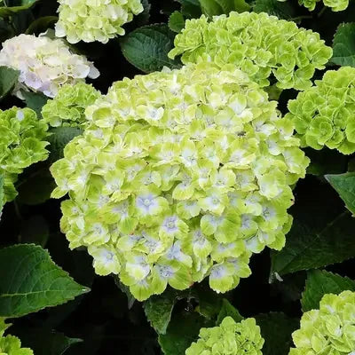🌈Mix Hydrangea Seeds - Beautiful and Hardy Perennial Seeds for Your Garden | 🔥Buy 1 Get 1 Free🔥