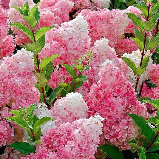 🌈Mix Hydrangea Seeds - Beautiful and Hardy Perennial Seeds for Your Garden | 🔥Buy 1 Get 1 Free🔥