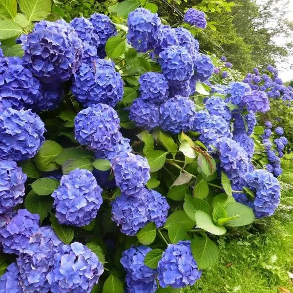 🌈Mix Hydrangea Seeds - Beautiful and Hardy Perennial Seeds for Your Garden | 🔥Buy 1 Get 1 Free🔥