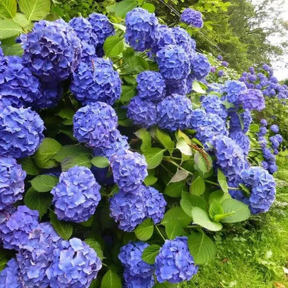 🌈Mix Hydrangea Seeds - Beautiful and Hardy Perennial Seeds for Your Garden | 🔥Buy 1 Get 1 Free🔥