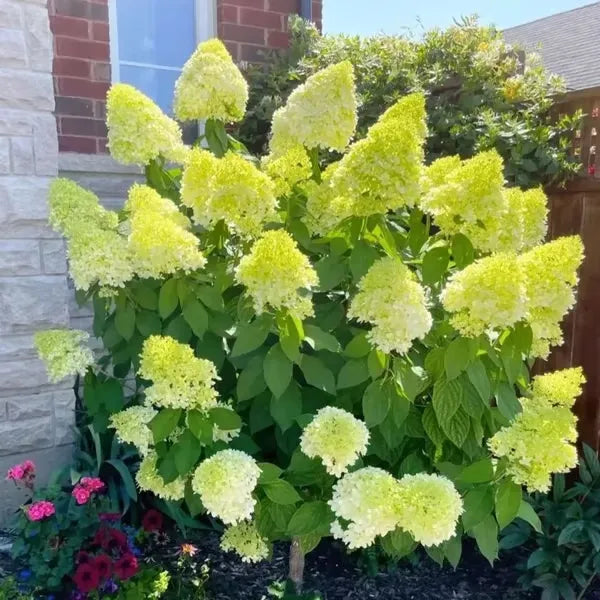 🌈Mix Hydrangea Seeds - Beautiful and Hardy Perennial Seeds for Your Garden | 🔥Buy 1 Get 1 Free🔥