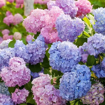 🌈Mix Hydrangea Seeds - Beautiful and Hardy Perennial Seeds for Your Garden | 🔥Buy 1 Get 1 Free🔥