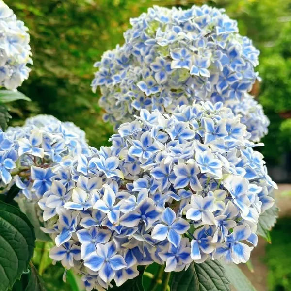 🌈Mix Hydrangea Seeds - Beautiful and Hardy Perennial Seeds for Your Garden | 🔥Buy 1 Get 1 Free🔥