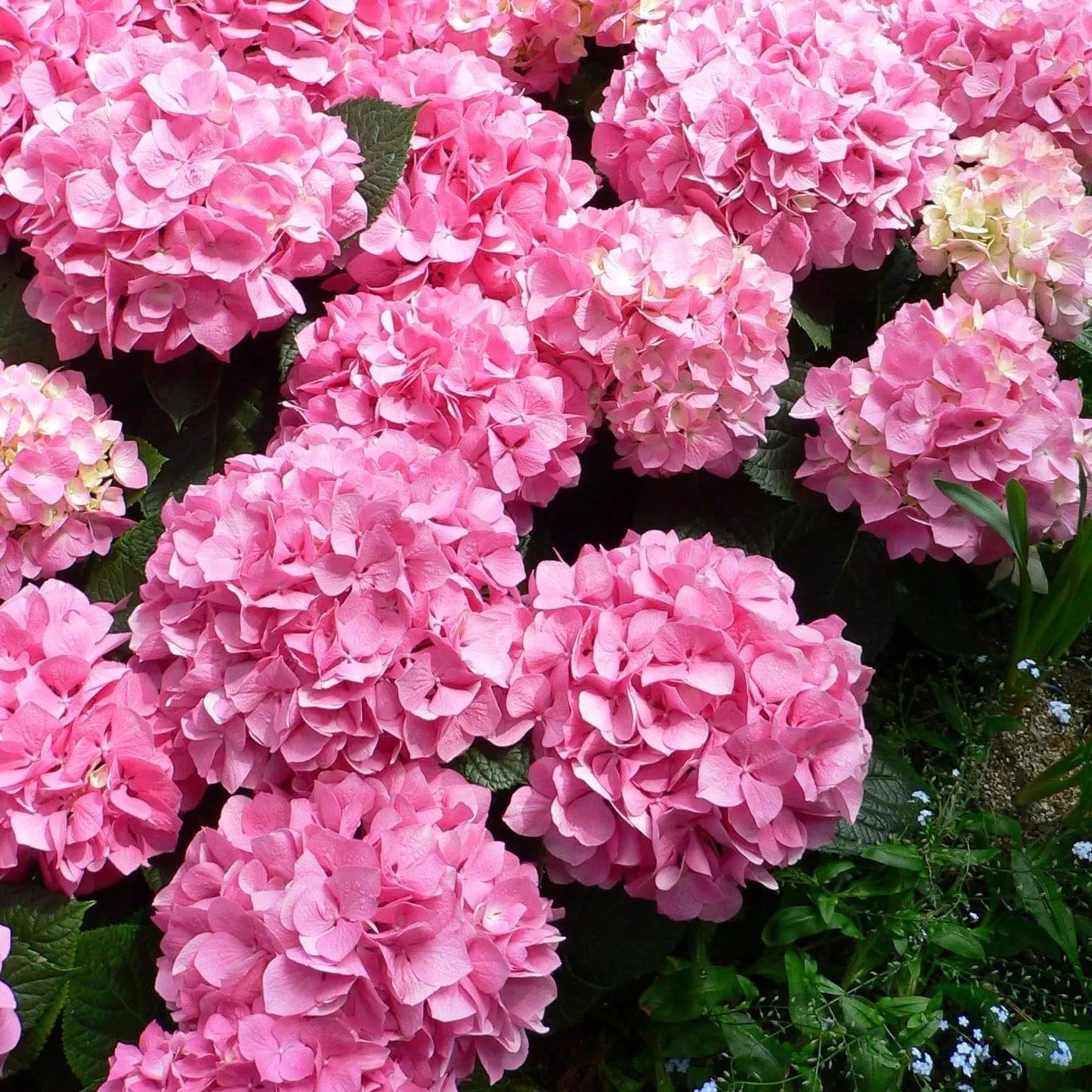 🌈Mix Hydrangea Seeds - Beautiful and Hardy Perennial Seeds for Your Garden | 🔥Buy 1 Get 1 Free🔥