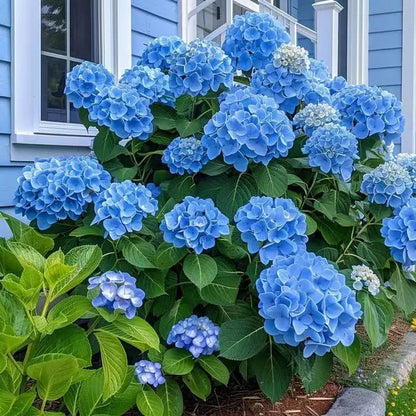 🌈Mix Hydrangea Seeds - Beautiful and Hardy Perennial Seeds for Your Garden | 🔥Buy 1 Get 1 Free🔥