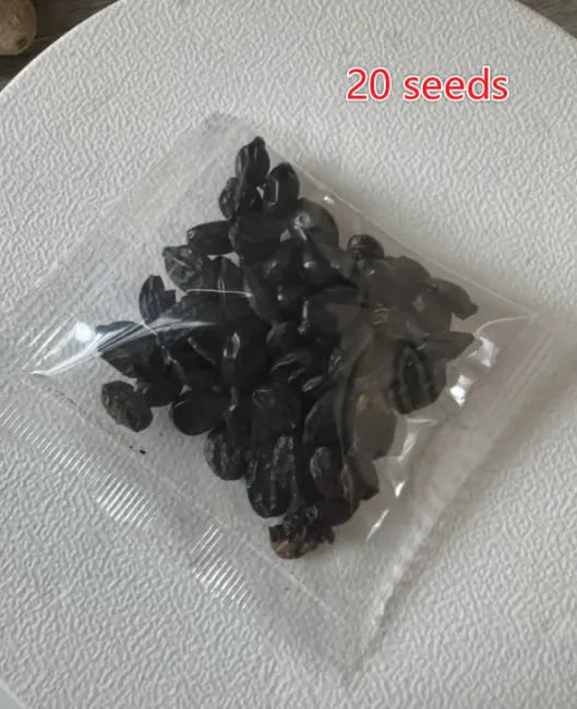 🌈Mix Hydrangea Seeds - Beautiful and Hardy Perennial Seeds for Your Garden | 🔥Buy 1 Get 1 Free🔥