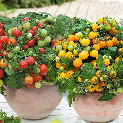 🍅🍅Potted Dwarf Tomato Seeds | 🔥Buy 1 Get 1 Free🔥
