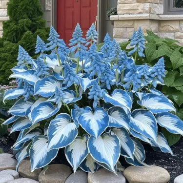 🔥 Premium Rare Hosta Seeds 🌿 Shade Tolerant – Perfect for your garden paradise! 🌱