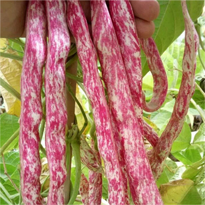 🔥Super-Long Green Bean Seeds - Super Yield | 🔥Buy 1 Get 1 Free🔥