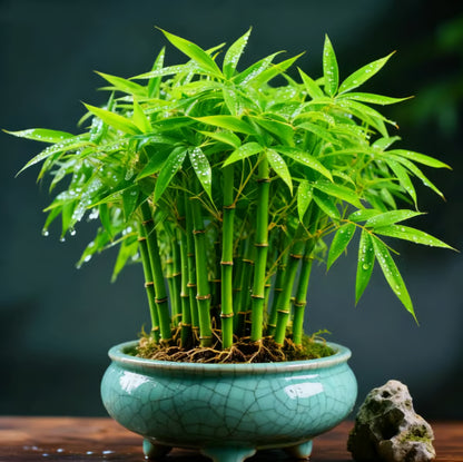 🏠🔥35K+ SOLD🏆Evergreen Lucky Bamboo Seed | 🔥Buy 1 Get 1 Free🔥