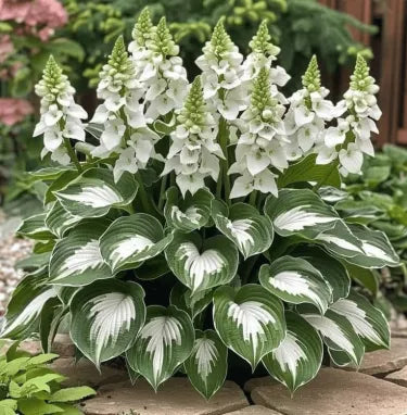 🔥 Premium Rare Hosta Seeds 🌿 Shade Tolerant – Perfect for your garden paradise! 🌱