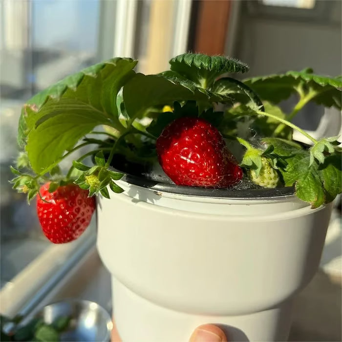 🔥⏰Last Day Promotion🌱BLACK PEARL STRAWBERRY SEEDS | 🔥Buy 1 Get 1 Free🔥