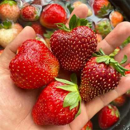 🔥⏰Last Day Promotion🌱BLACK PEARL STRAWBERRY SEEDS | 🔥Buy 1 Get 1 Free🔥