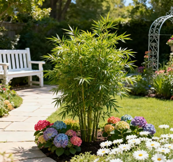 🏠🔥35K+ SOLD🏆Evergreen Lucky Bamboo Seed | 🔥Buy 1 Get 1 Free🔥