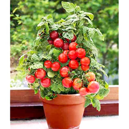 🍅🍅Potted Dwarf Tomato Seeds | 🔥Buy 1 Get 1 Free🔥
