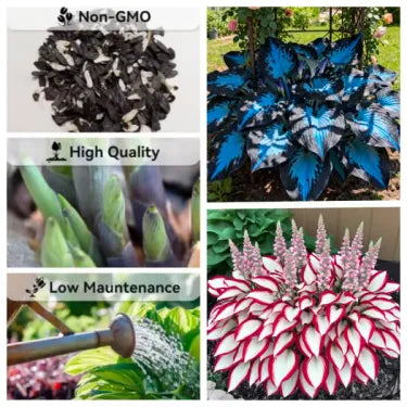 🔥 Premium Rare Hosta Seeds 🌿 Shade Tolerant – Perfect for your garden paradise! 🌱
