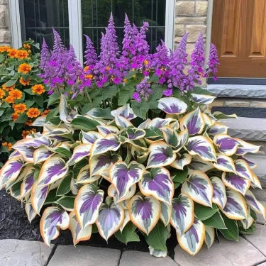 🔥 Premium Rare Hosta Seeds 🌿 Shade Tolerant – Perfect for your garden paradise! 🌱