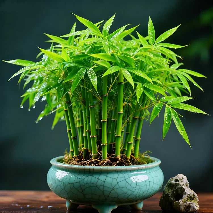 🌿 DreamBamboo — Multi-Color Lucky Bamboo Cypress