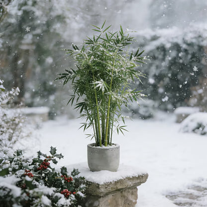 🏠🔥35K+ SOLD🏆Evergreen Lucky Bamboo Seed | 🔥Buy 1 Get 1 Free🔥