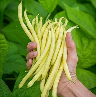 🔥Super-Long Green Bean Seeds - Super Yield | 🔥Buy 1 Get 1 Free🔥
