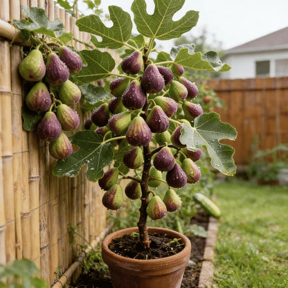 🔥Last Day 49% OFF - 🌿Brown Turkey Fig Seeds | 🔥Buy 1 Get 1 Free🔥