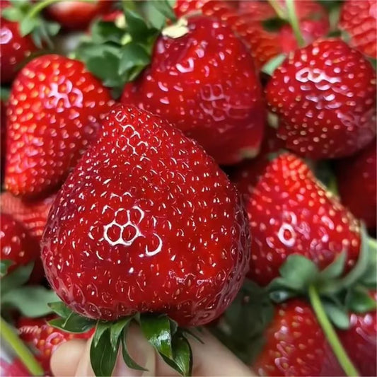 🔥⏰Last Day Promotion🌱BLACK PEARL STRAWBERRY SEEDS | 🔥Buy 1 Get 1 Free🔥