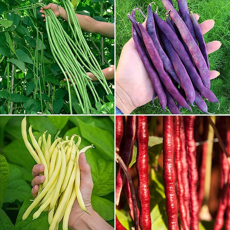 🔥Super-Long Green Bean Seeds - Super Yield | 🔥Buy 1 Get 1 Free🔥