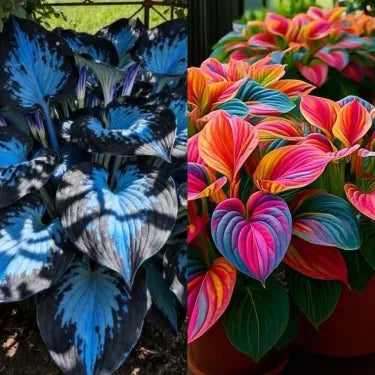🔥 Premium Rare Hosta Seeds 🌿 Shade Tolerant – Perfect for your garden paradise! 🌱