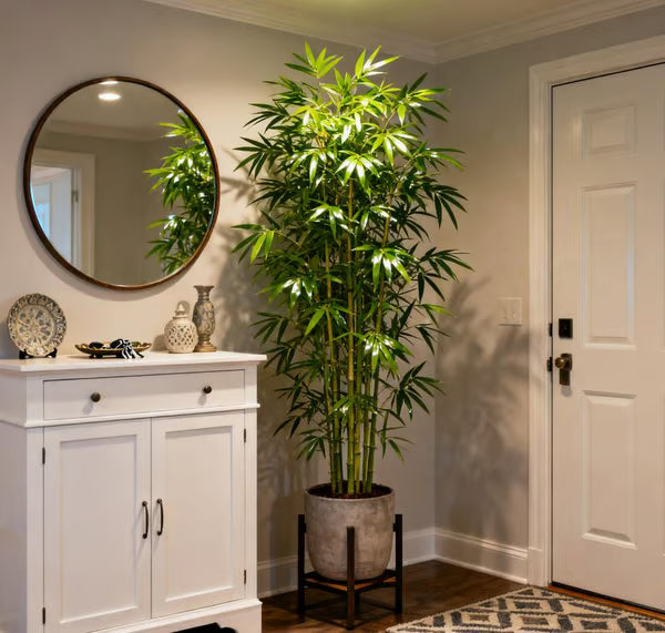 🏠🔥35K+ SOLD🏆Evergreen Lucky Bamboo Seed | 🔥Buy 1 Get 1 Free🔥