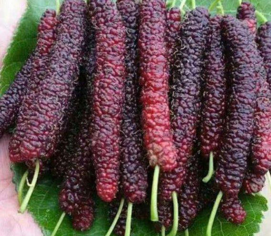 Four seasons long fruit mulberry seeds | 🔥Buy 1 Get 1 Free🔥