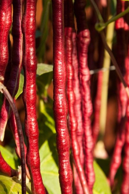 🔥Super-Long Green Bean Seeds - Super Yield | 🔥Buy 1 Get 1 Free🔥