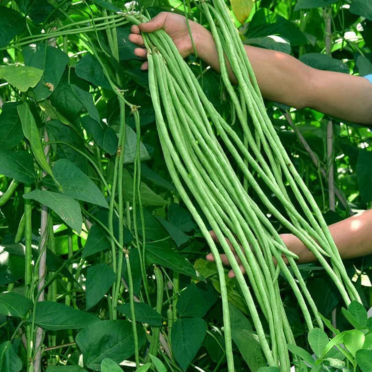 🔥Super-Long Green Bean Seeds - Super Yield | 🔥Buy 1 Get 1 Free🔥