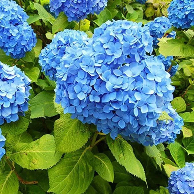 🌈Mix Hydrangea Seeds - Beautiful and Hardy Perennial Seeds for Your Garden | 🔥Buy 1 Get 1 Free🔥