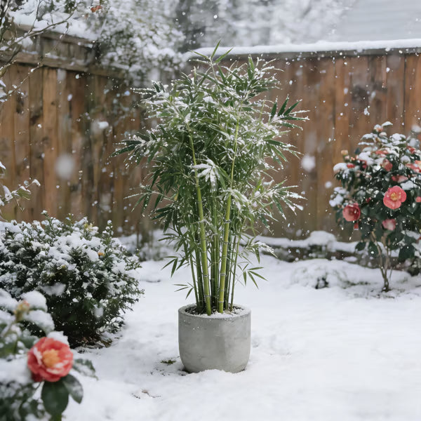 🏠🔥35K+ SOLD🏆Evergreen Lucky Bamboo Seed | 🔥Buy 1 Get 1 Free🔥